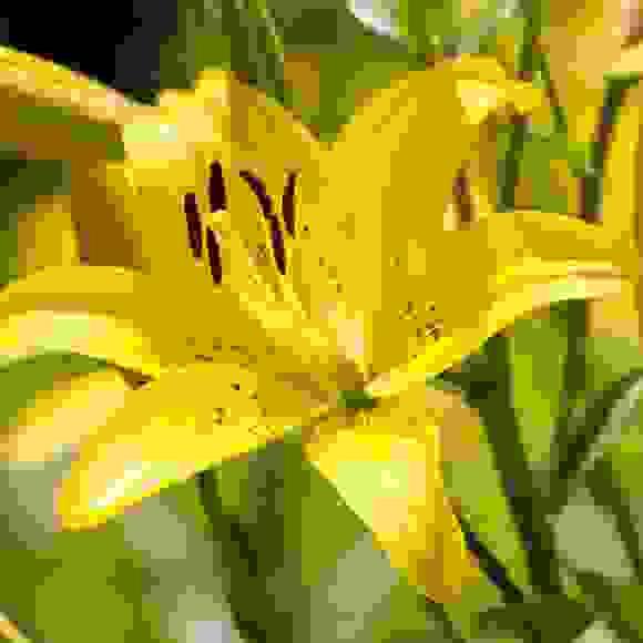 Lilies